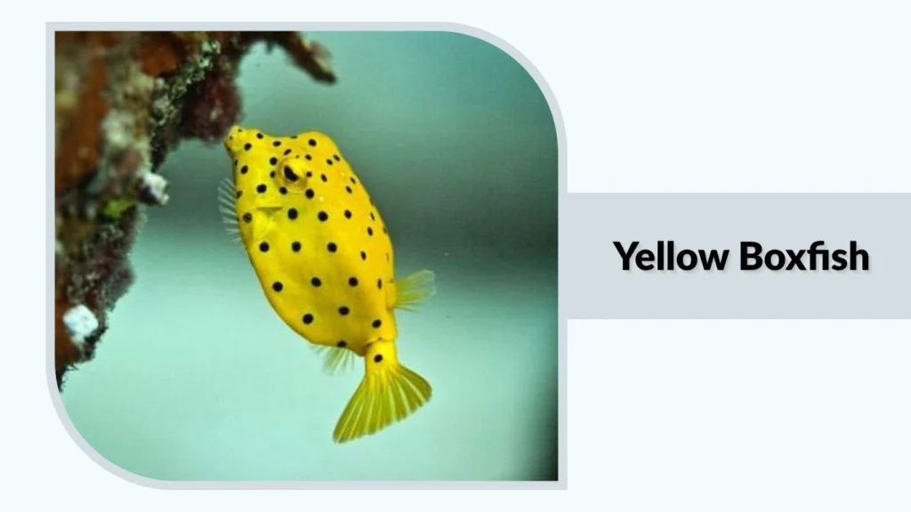 Yellow Boxfish