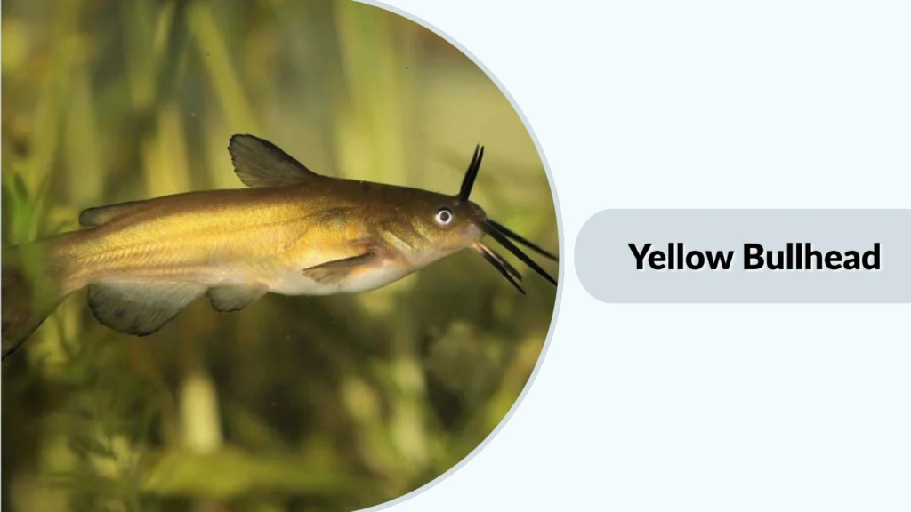 Yellow Bullhead