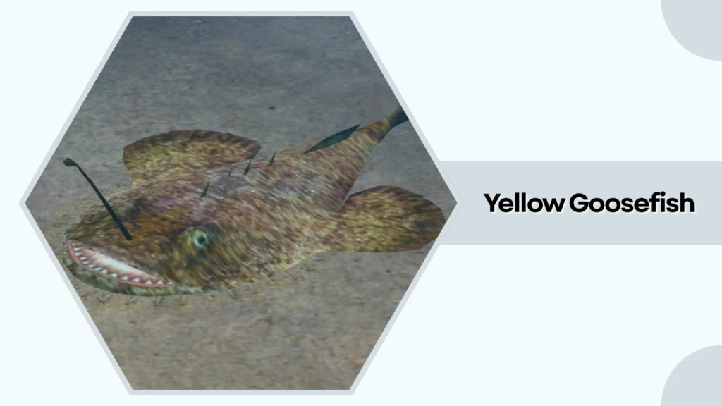 Yellow Goosefish