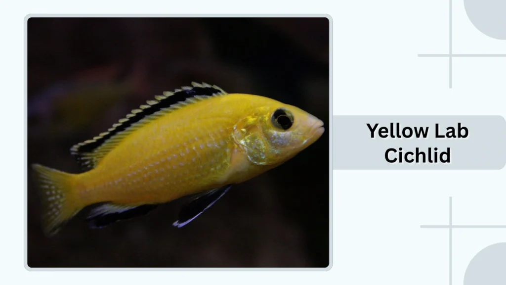 Yellow Lab Cichlid