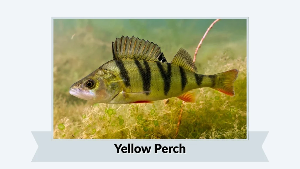 Yellow Perch