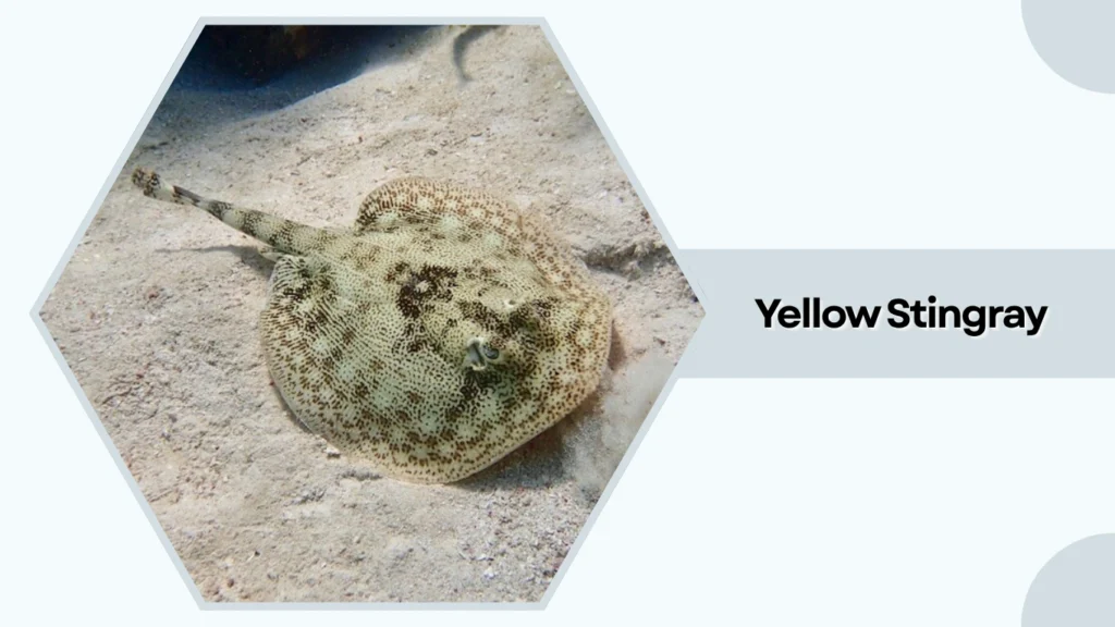 Yellow Stingray