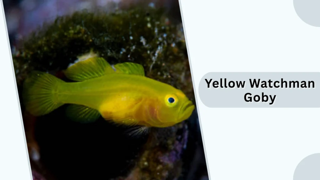 Yellow Watchman Goby
