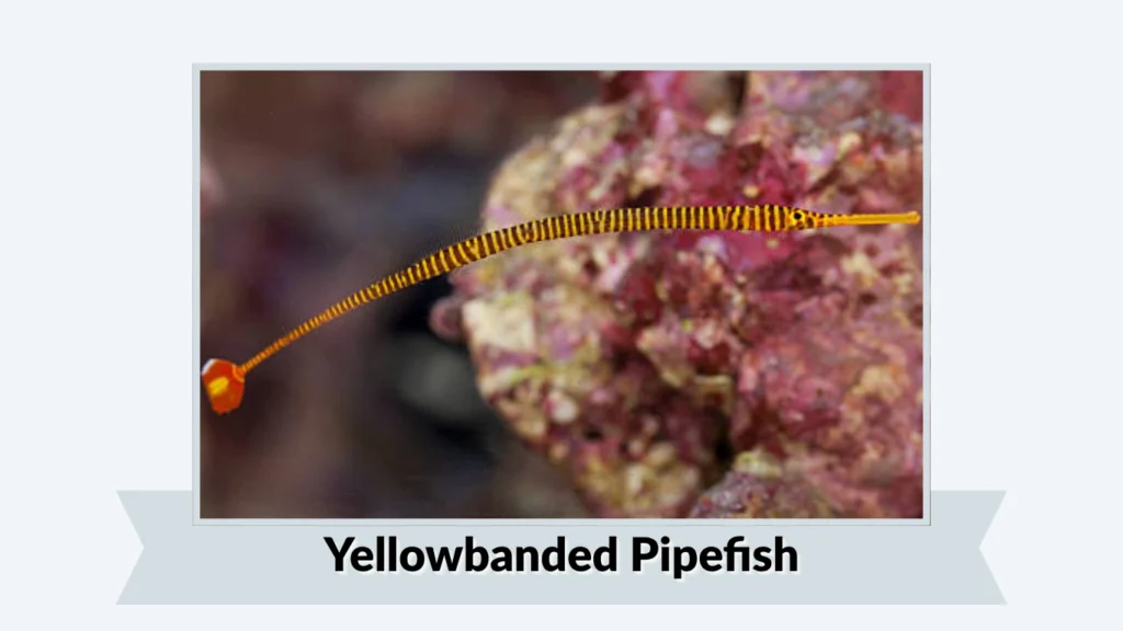 Yellowbanded Pipefish