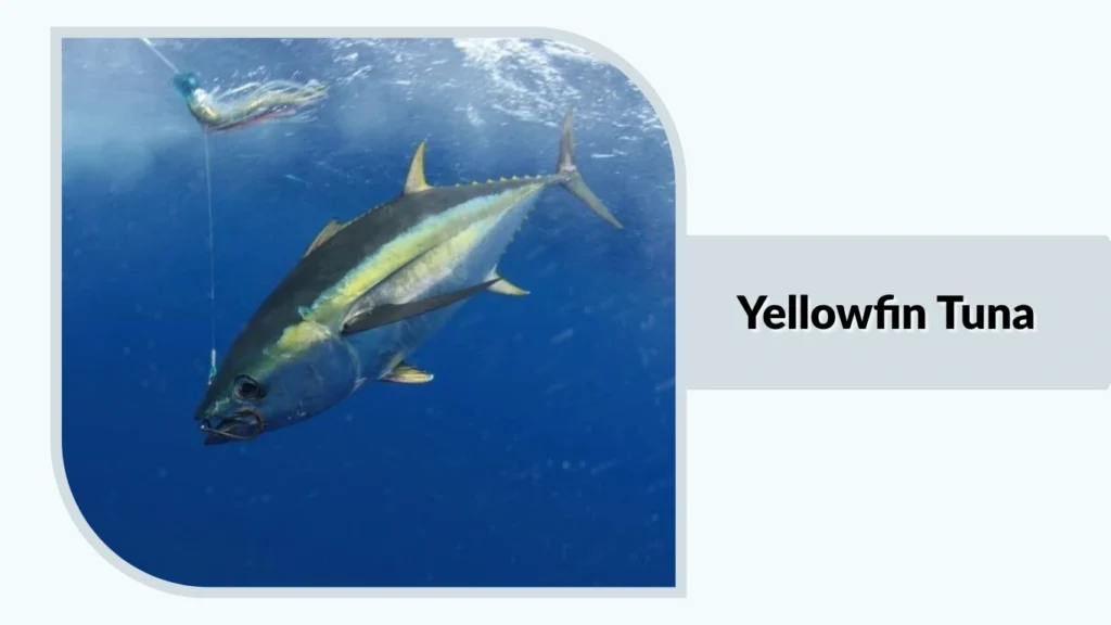 Yellowfin Tuna