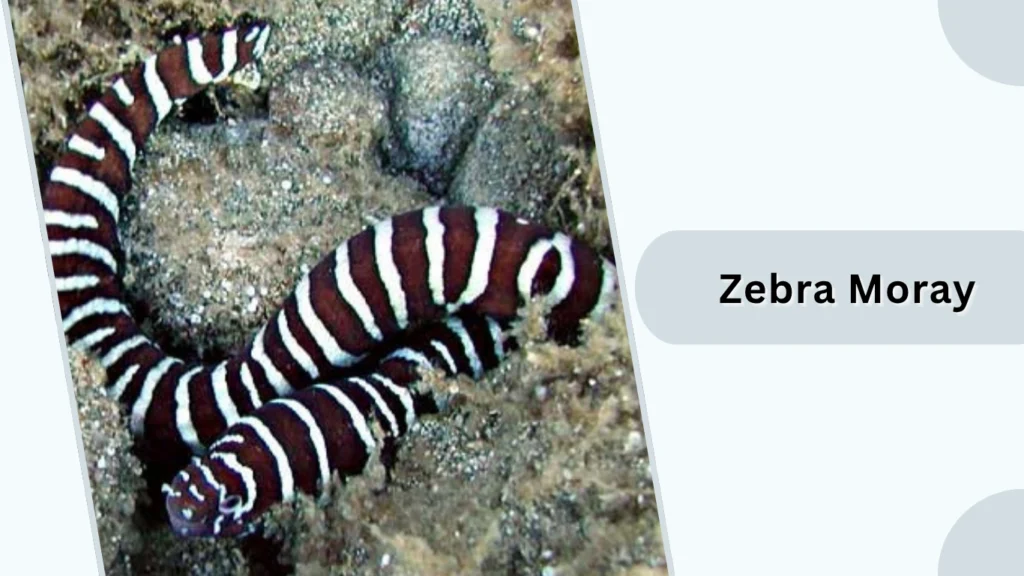 Zebra Moray