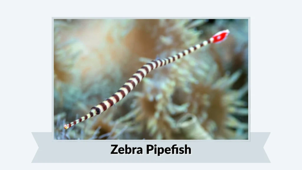 Zebra Pipefish