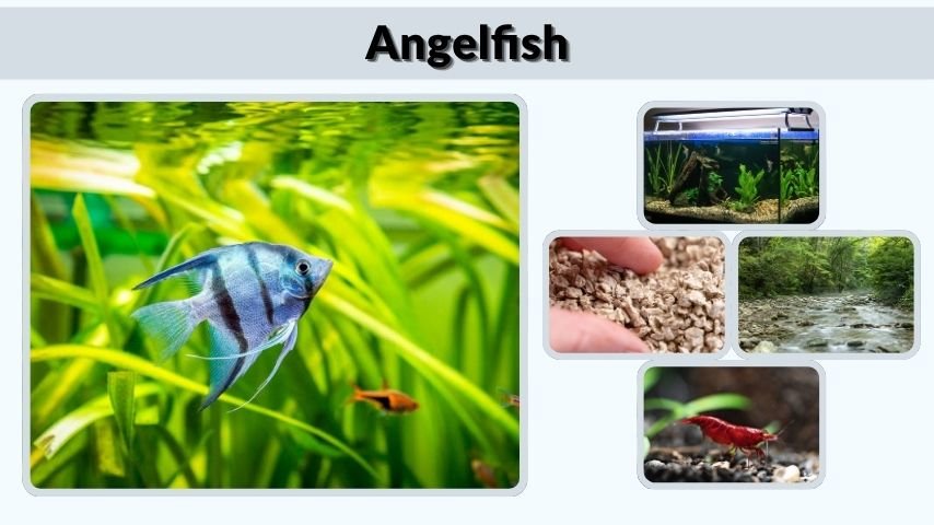 Angelfish: Care, Size, Lifespan, Diet, and Tank Setup