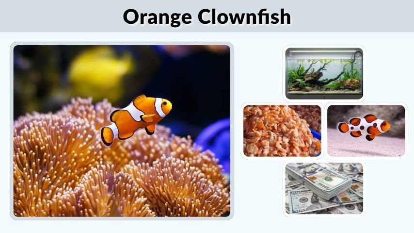 Orange Clownfish: Care, Types, Diet, and Facts