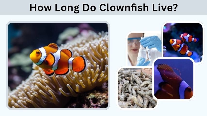 How Long Do Clownfish Live? Lifespan and Care Guide