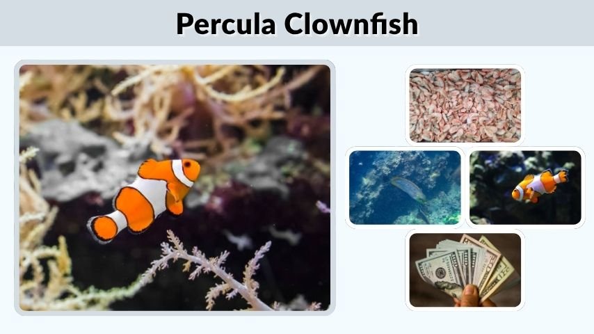 Percula Clownfish Care, Size, Diet, Types, and Tank Guide