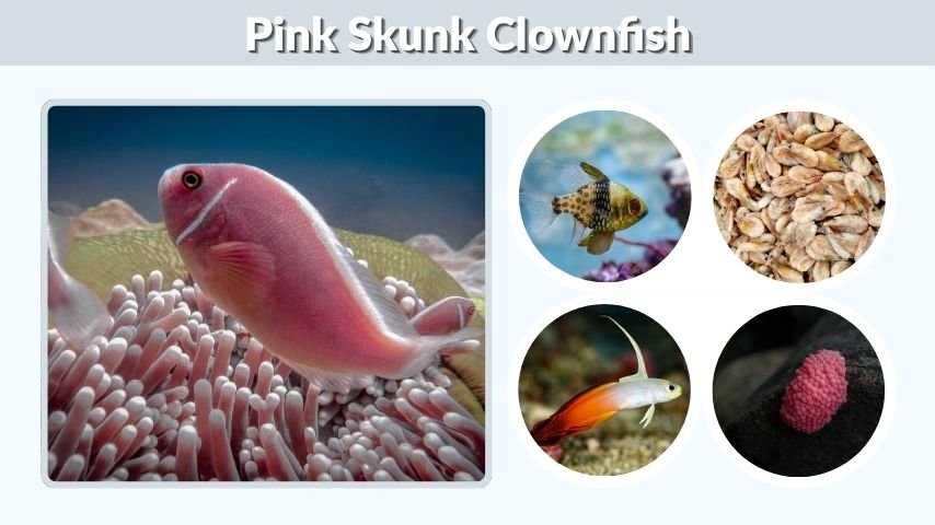 Pink Skunk Clownfish: Care, Habitat, Diet, and Tank Guide
