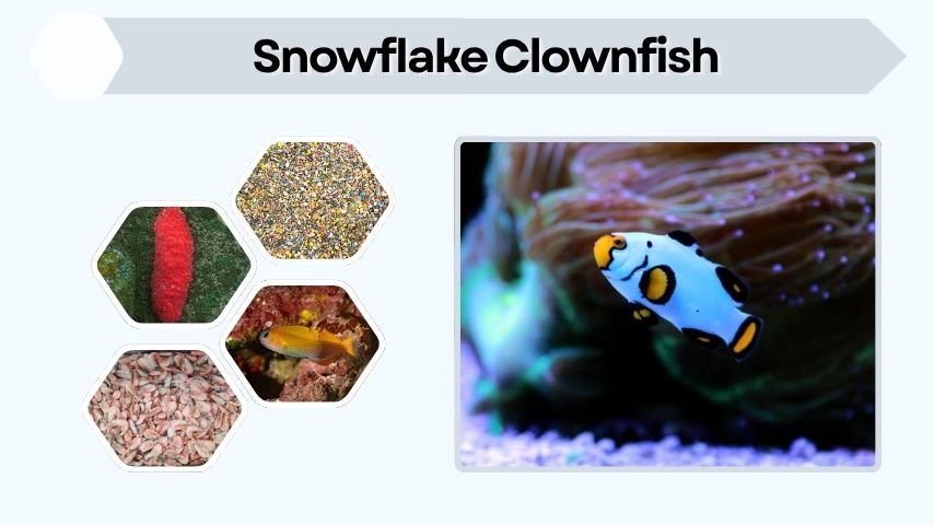Snowflake Clownfish: Care, Diet, Tank Setup, and Facts