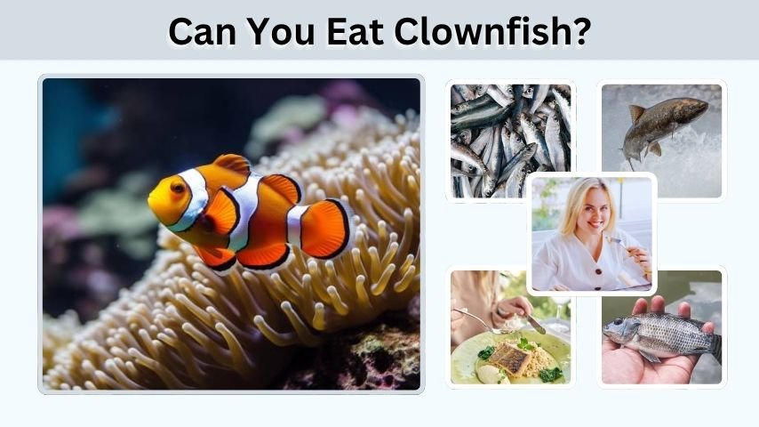 Can You Eat Clownfish? Safety, Taste, and Better Choices