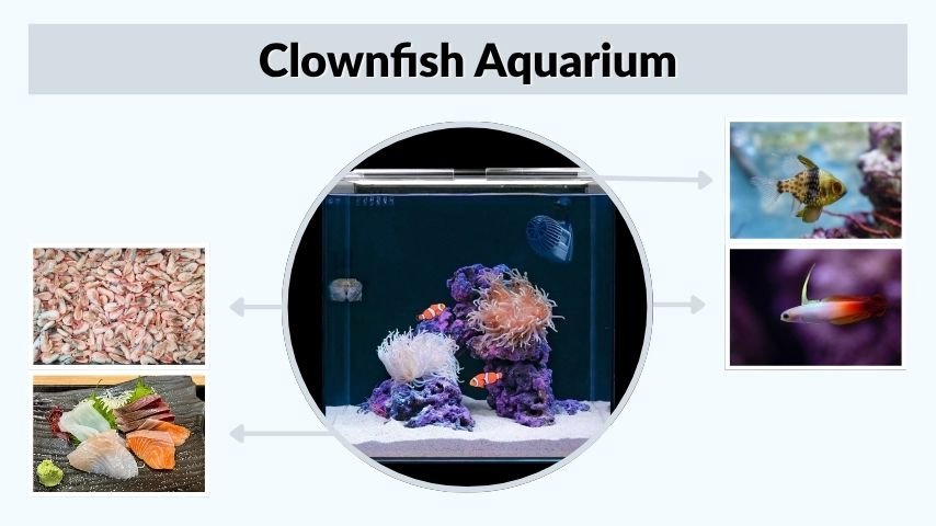 Clownfish Aquarium: Tank Setup, Care, and Feeding Guide