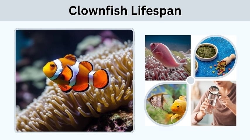 Clownfish Lifespan: How Long Do Clownfish Live?