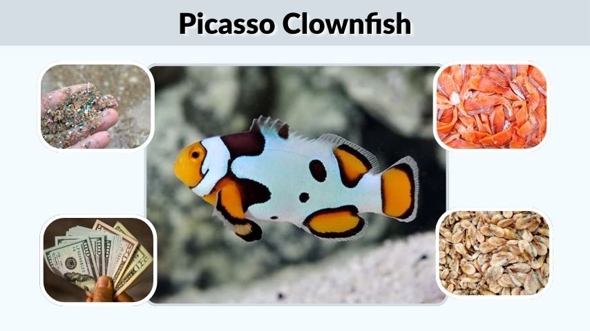Picasso Clownfish: Care, Types, Price, and Buying Guide