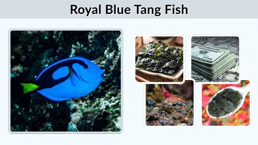 Royal Blue Tang Fish: Care, Price, Diet, and Facts