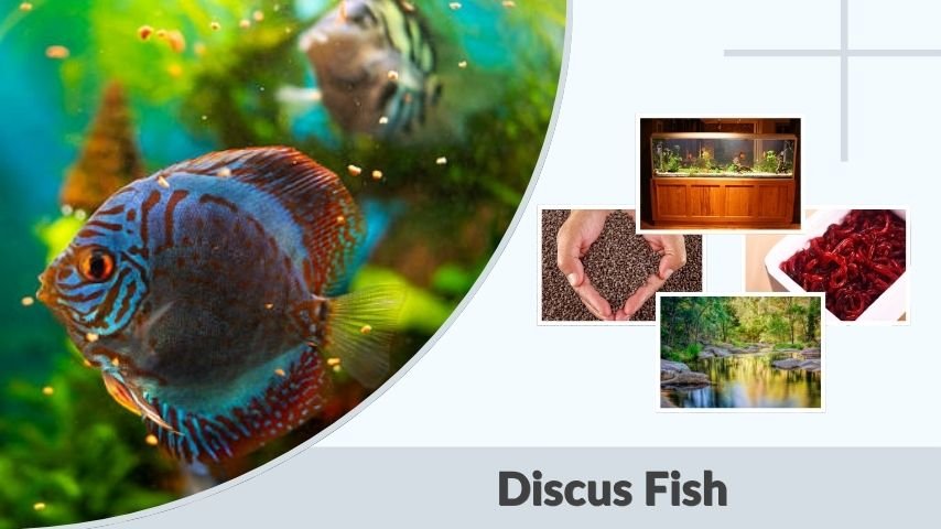 Discus Fish: Care, Tank Setup, Lifespan, and Breeding