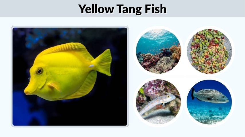 Yellow Tang Fish: Care, Tank Size, Food, and Facts