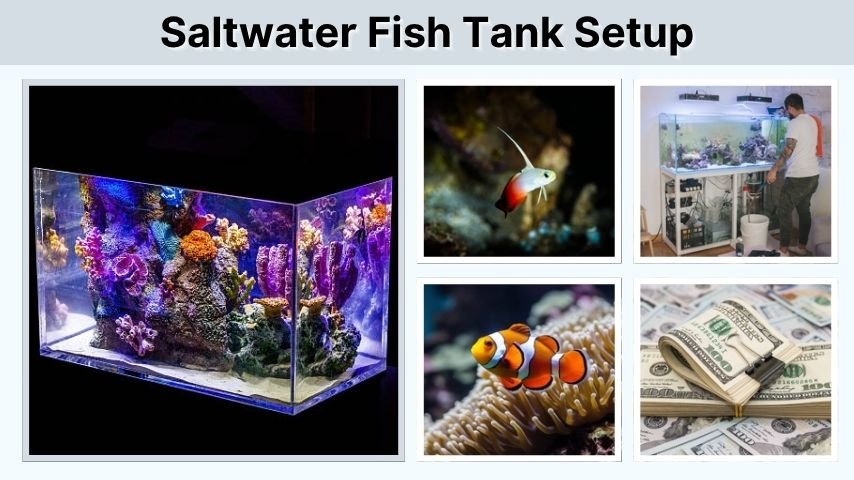 Saltwater Fish Tank Setup: A Beginner’s Guide