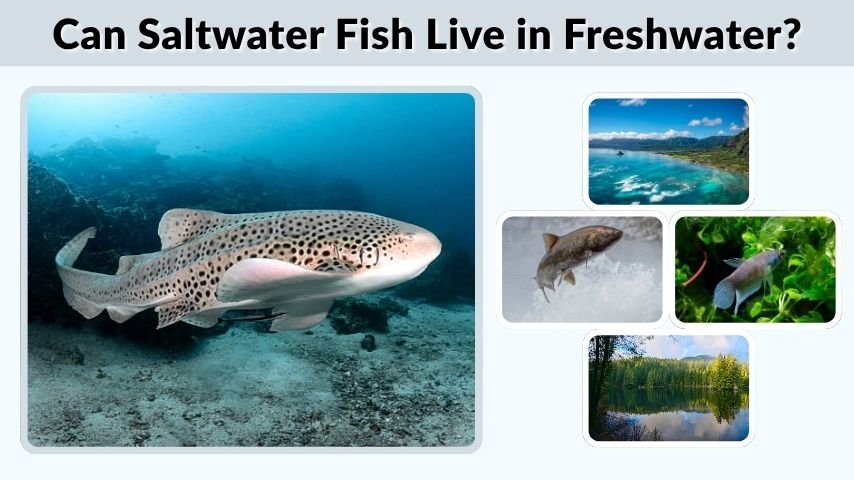 Can Saltwater Fish Live in Freshwater?