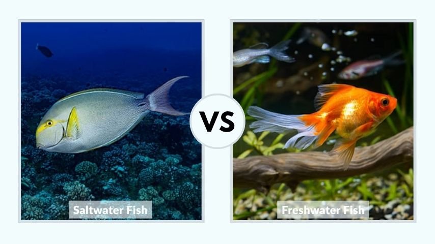 Saltwater vs Freshwater Fish: Key Differences Explained