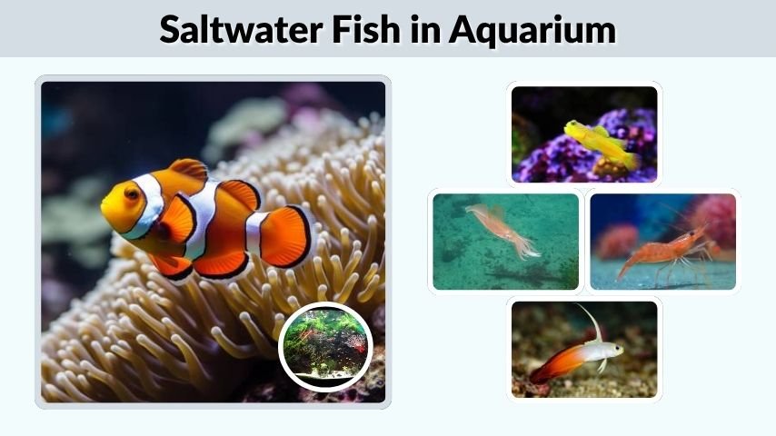 Saltwater Fish in Aquarium: Setup, Care & Stocking Guide