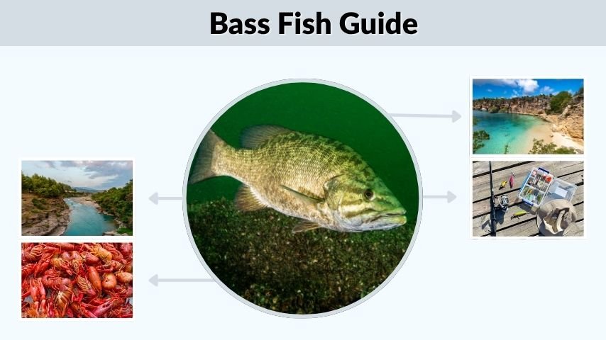 Bass Fish Guide: Types, Habitat, Baits, and Tips