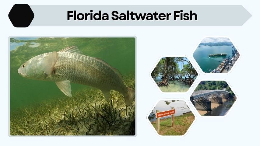 Florida Saltwater Fish: Species, Rules, Licenses and Tips