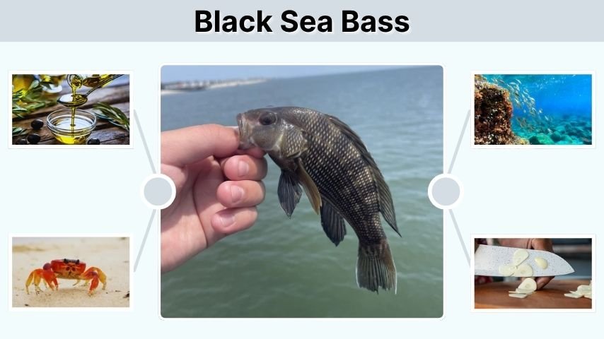 Black Sea Bass: Taste, Nutrition, Habitat, and Recipes