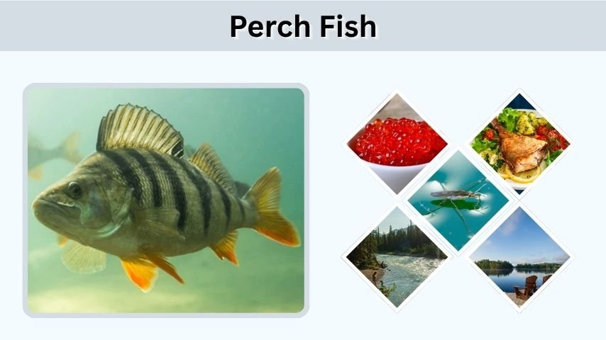 Perch Fish: Types, Habitat, Fishing Tips, and Taste