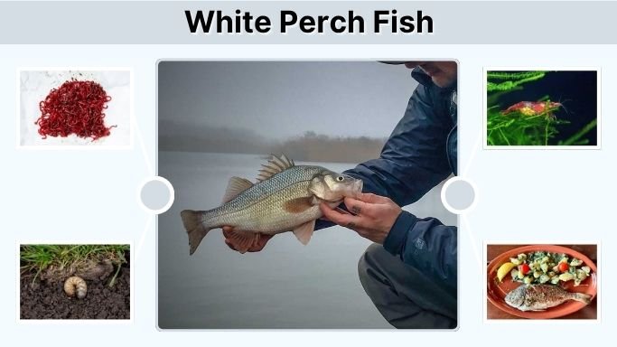 White Perch Fish: Habitat, Fishing Tips, and Taste