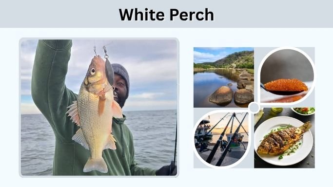 White Perch: Identification, Size, Fishing, and Eating Guide