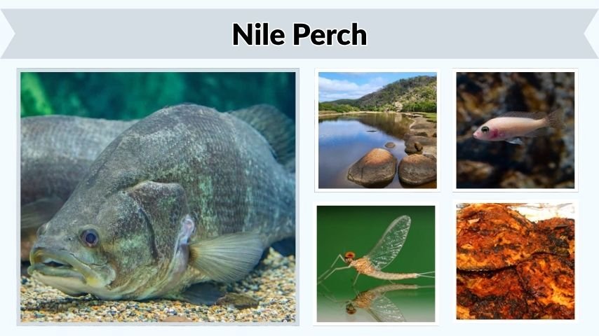Nile Perch: Habitat, Diet, Size, Fishing, and Facts