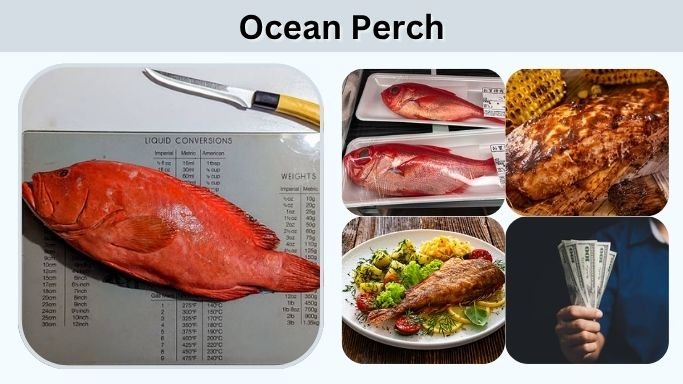 Ocean Perch: Taste, Cooking Tips, and Nutrition Guide
