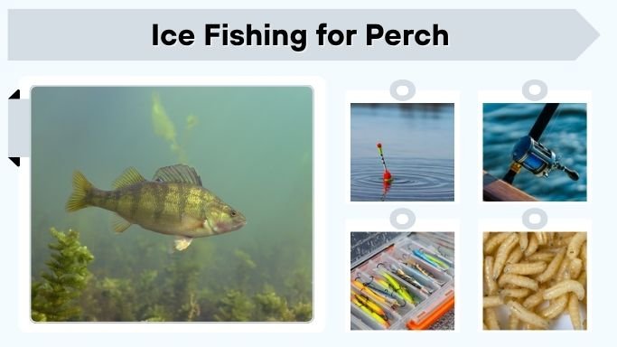 Ice Fishing for Perch: Best Baits, Lures and Tips