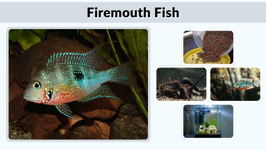Firemouth Fish: Care, Diet, Lifespan, and Tank Setup