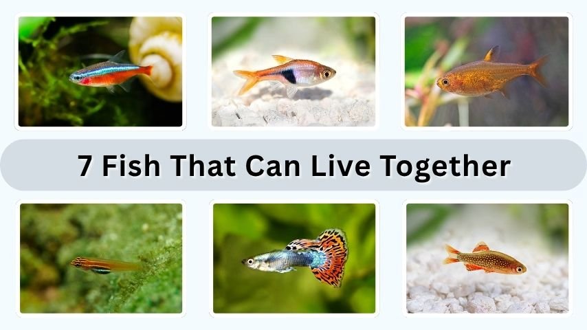 7 Fish That Can Live Together in a Small Tank: ID with Pictures