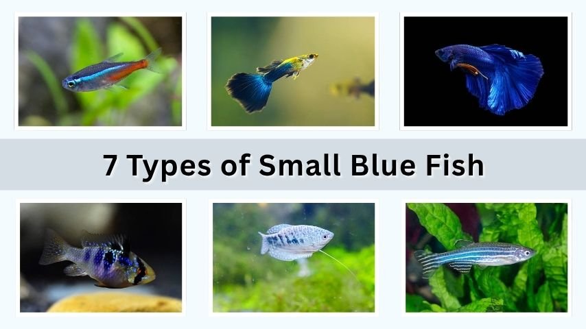 7 Types of Small Blue Fish: Identification with name & Pictures