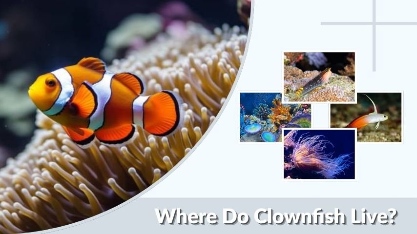 Where Do Clownfish Live? Habitat, Lifespan, and Care