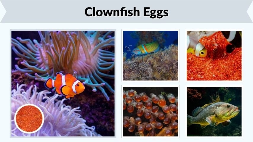 Clownfish Eggs: Stages, Hatching, and Care Guide