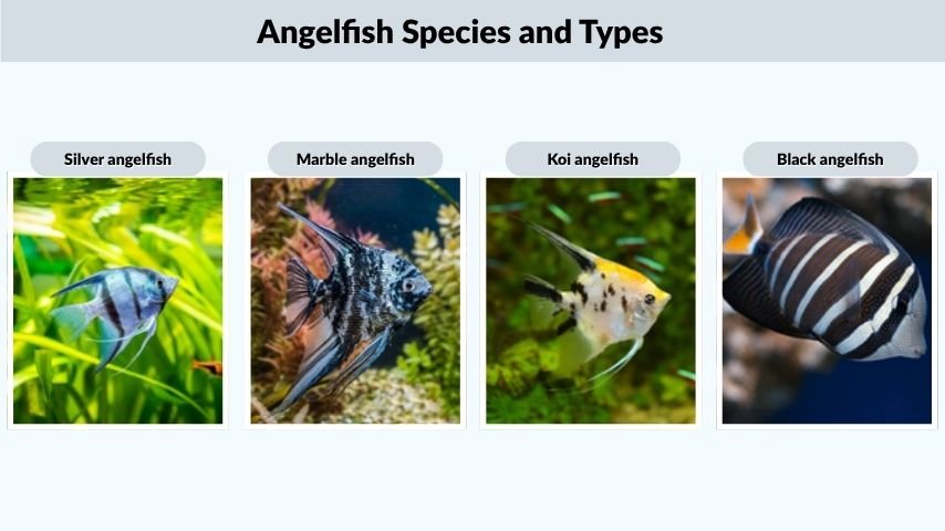 Angelfish Species and Types