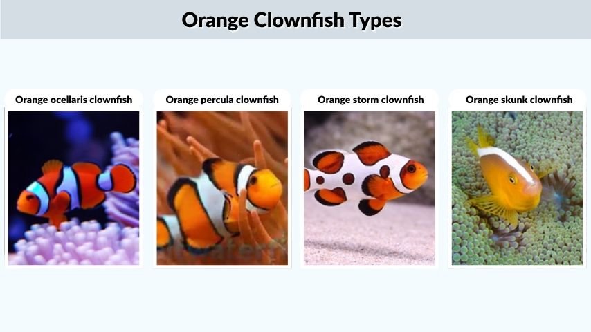 Orange Clownfish Types