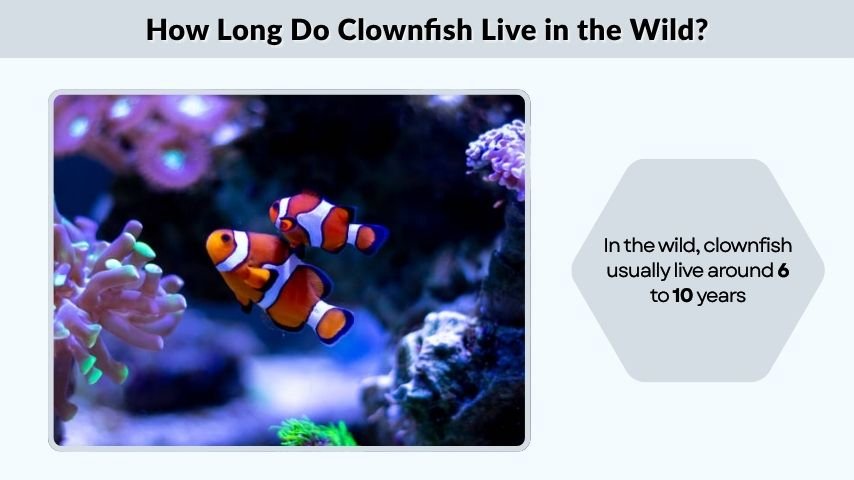 How Long Do Clownfish Live in the Wild?