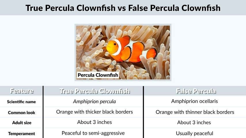 True Percula Clownfish vs False Percula Clownfish