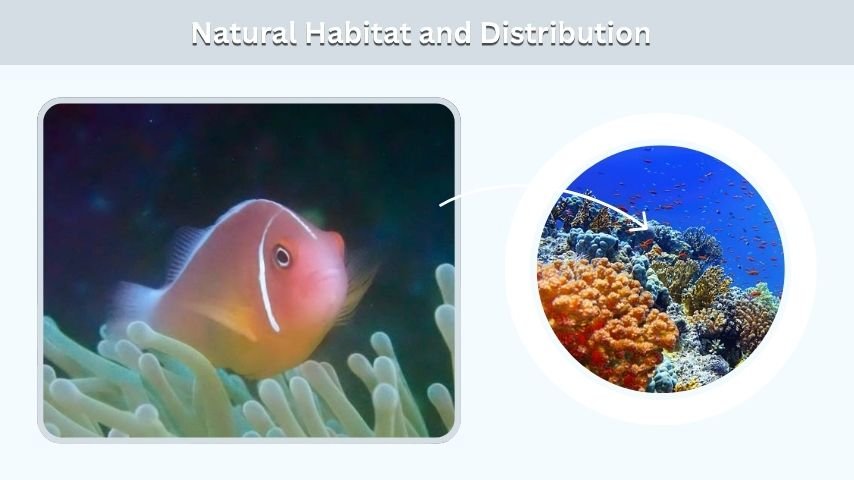 Natural Habitat and Distribution