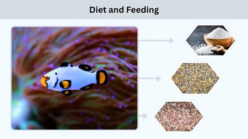 Diet and Feeding
