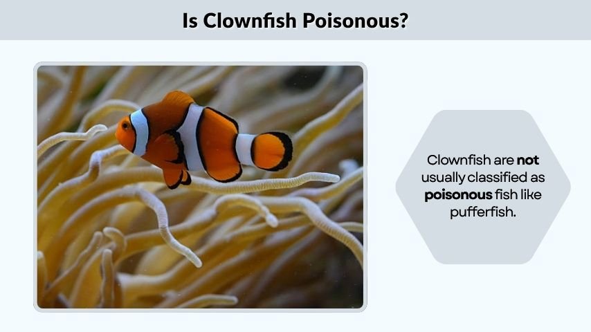 Is Clownfish Poisonous?