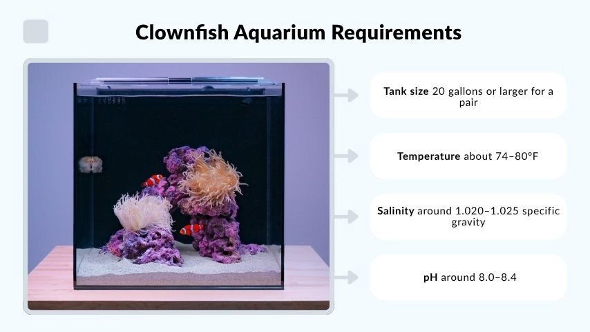 Clownfish Aquarium Requirements